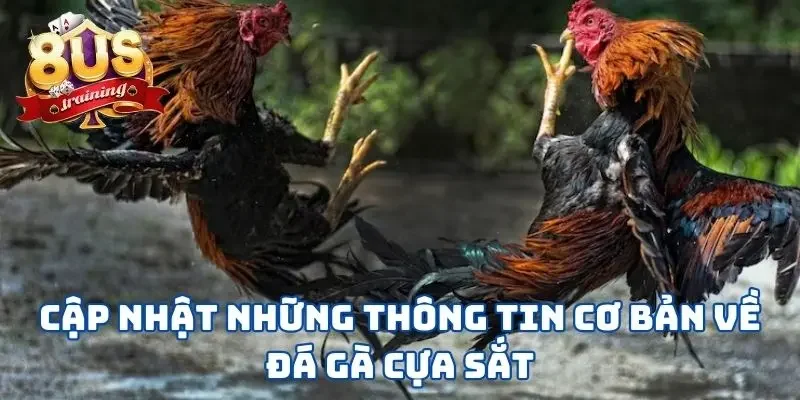 Đá Gà Cựa Sắt - Lựa Chọn Hoàn Hảo Cho Chiến Kê Mạnh Mẽ 2 Cập nhật những thông tin cơ bản về đá gà cựa sắt